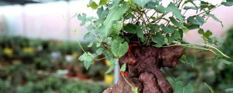 何首乌种植技术与栽培管理 何首乌种植技术与栽培管理视频