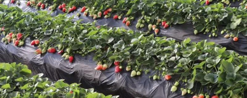 种植草莓的技术和日常管理方法（草莓一年结几次果）