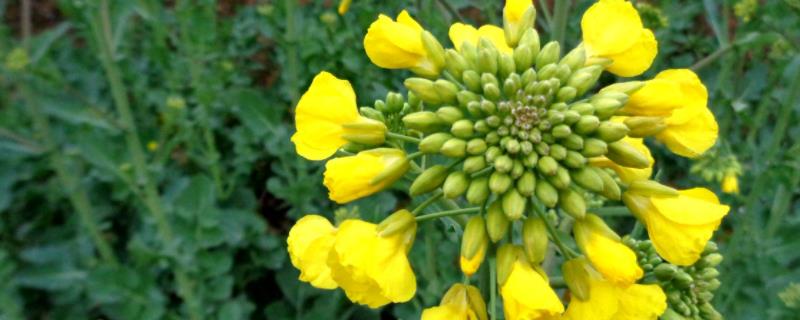 油菜烂根打什么药，开花期打什么药（油菜烂根烂心是什么病）