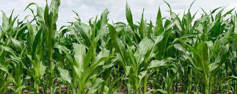 富民88玉米种特征特性，附简介（富民88玉米种子特征特性）