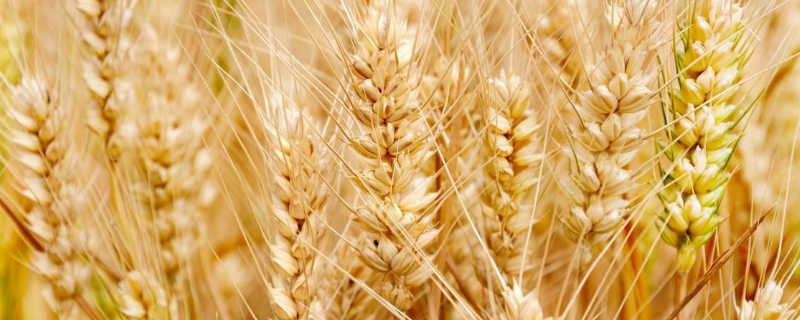 三四月适合种什么农作物(农历四月适合种什么农作物)