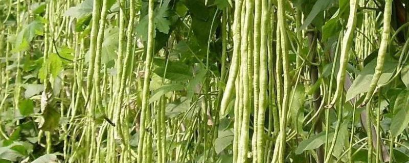 豆角追什么肥高产,追肥是尿素好还是复合肥好