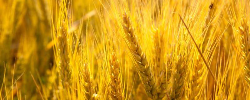 艾麦24小麦品种特征特性 宁麦24小麦品种介绍