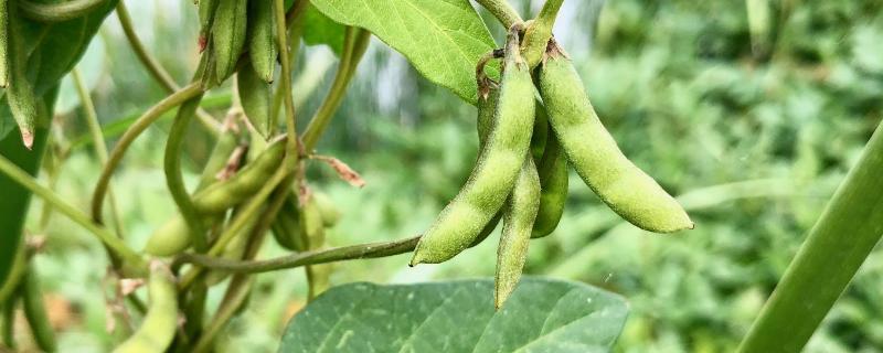 野豆子用什么药打，野豆子有毒吗 药野豆子农药配方