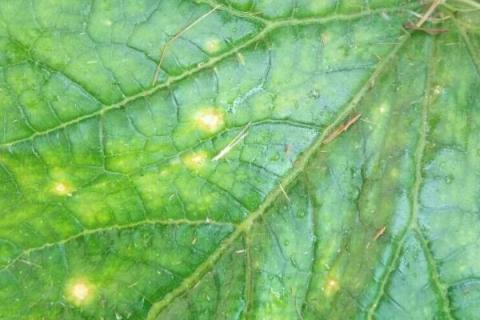 黄瓜病虫害,如何防治