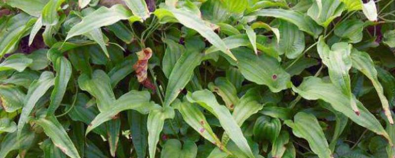 百部种植技术,适合在哪些地方种植 百部的种植方法及条件