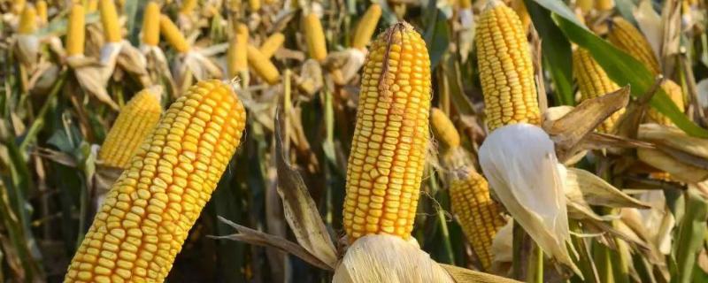 博丰598玉米品种，附简介 博丰939玉米种子