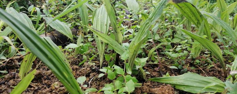 毛慈菇种植技术种子育苗（毛慈菇种植技术种子育苗视频）