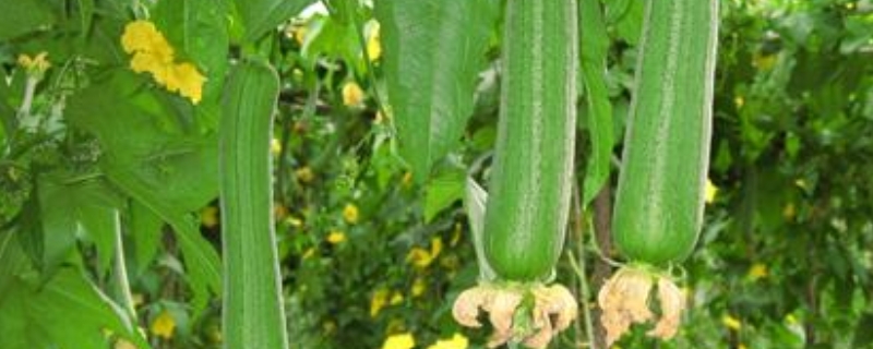 清明前后种什么农作物（清明节前后种什么农作物）