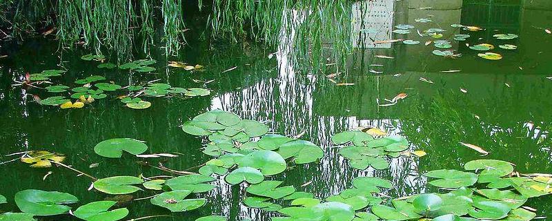 水混怎么处理，用什么颜色路亚饵（水混好路亚吗）