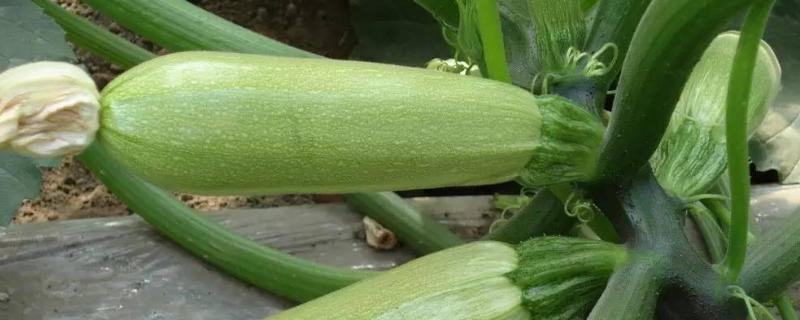 露地西葫芦种植技术和管理（露天西葫芦种植管理技术）