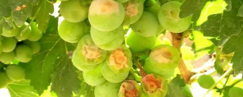 葡萄虫害图片及名称，附防治方法（葡萄虫害图片及名称,附防治方法视频）