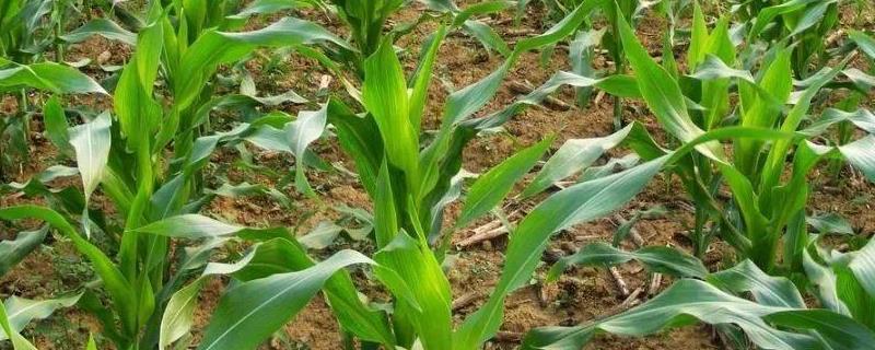 农玉16玉米品种介绍 机玉12玉米品种