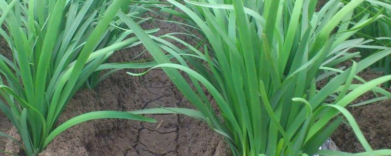 温室大棚韭菜一茬亩产量,一年可以收割多少次