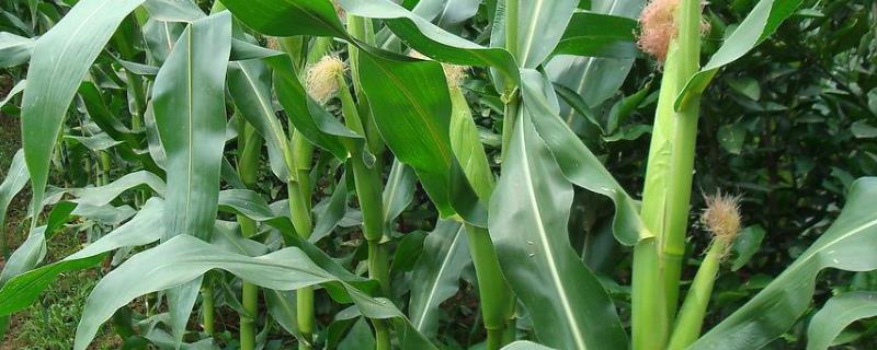 丰度191玉米种介绍 丰度191玉米种介绍是国审的吗