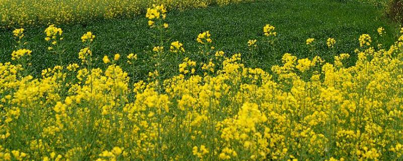北方什么时候种油菜，最晚几月 北方什么时间种油菜