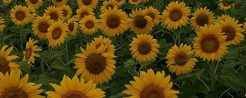 向日葵亩产多少公斤,附种植时间及方法