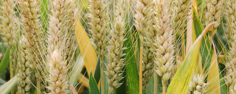 用甲拌磷拌麦种用多少剂量,比例是多少?会烧种子吗