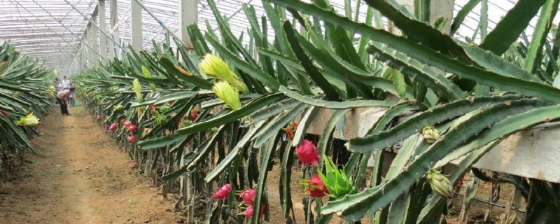 火龙果北方大棚种植 北方大棚种植火龙果现在情况行情怎么样