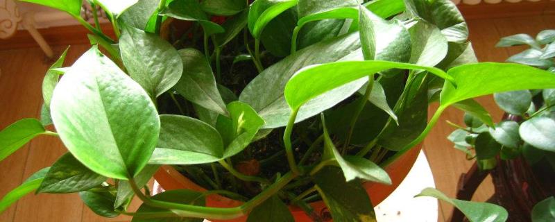 绿箩除清除甲醛吗，如何掐根水培（绿箩除清除甲醛吗,如何掐根水培植物）