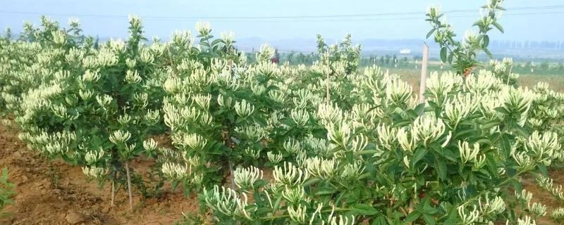金银花养殖方法和注意事项 金银花的养殖方法和管理方法