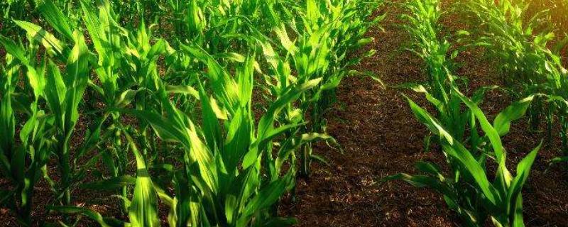 间行种植是什么意思，杂交还是自交（间行种植的好处）