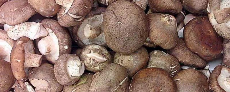 食用菌干制加工有哪些实际意义,附食用菌种植成本与利润