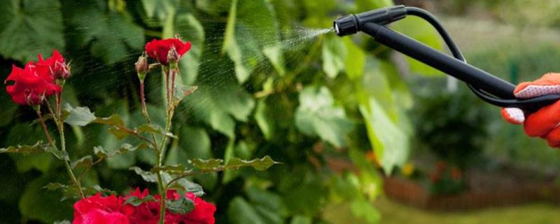 营养液在农业生产上的应用,营养液和水的比例是多少