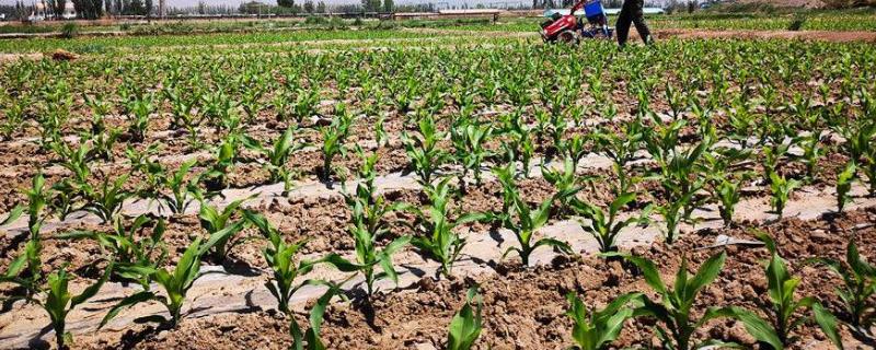 玉米苗发黄是什么原因,怎么治疗（玉米苗发黄咋回事）