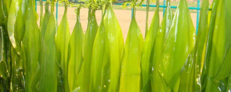 海带苗退淡是什么意思,需要多长时间