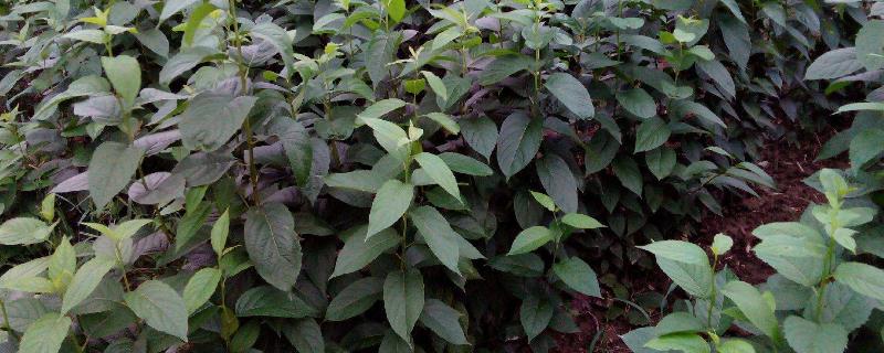 杜仲栽培技术（杜仲栽培技术ppt总结）