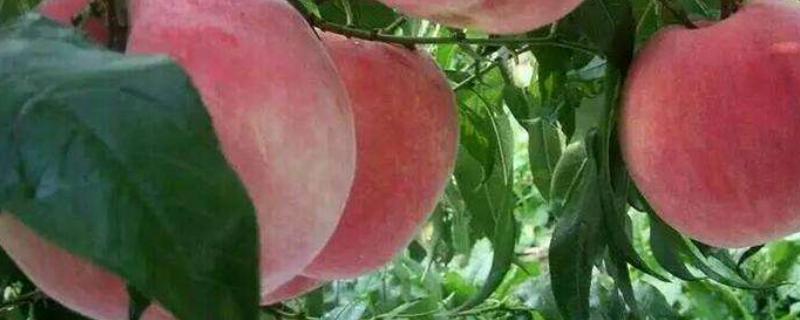 中桃5号什么时候成熟，品种介绍（中桃5号什么时候成熟,品种介绍图片）