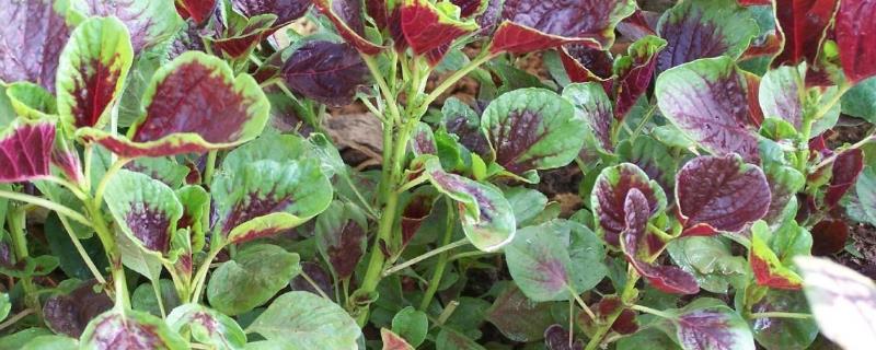 苋菜的种植方法和时间 苋菜的播种时间及种植方法