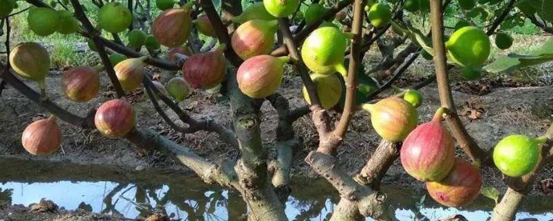 无花果烂果是什么病，是什么原因引起的