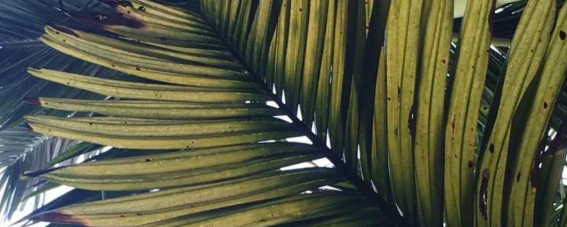 椰心叶甲最有效杀虫药,防治方法有哪些