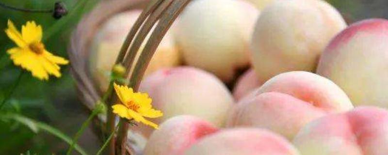 白凤水蜜桃品种介绍,长不大原因是什么