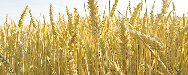 五月小麦处于什么时候,几月割小麦(五月小麦处于什么时候,几月割小麦呢)