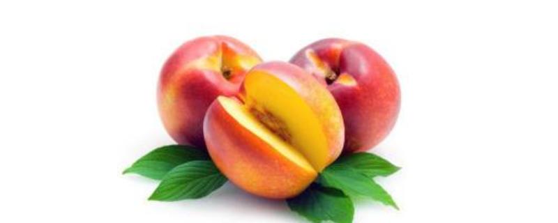 中油22号油桃品种介绍，栽培技术介绍