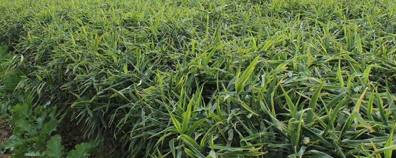 大姜大培土早和晚有什么不同，茎基腐病怎么治疗