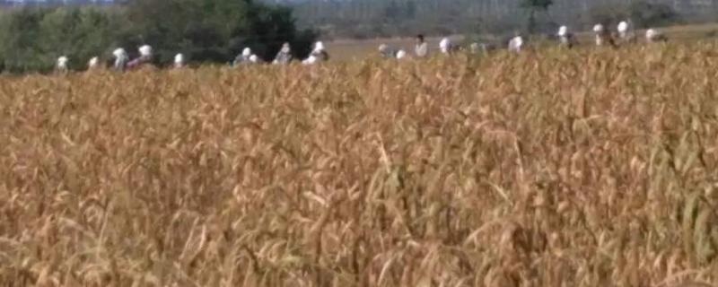 双谷一号谷子产量，多少天成熟（双谷一号谷子产量,多少天成熟）