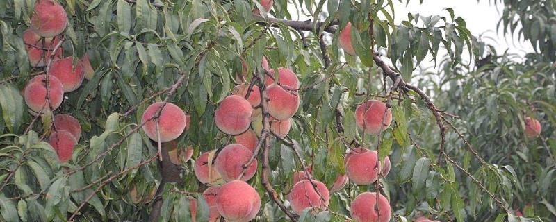 农村种植什么不用管理（种什么作物不用管理）