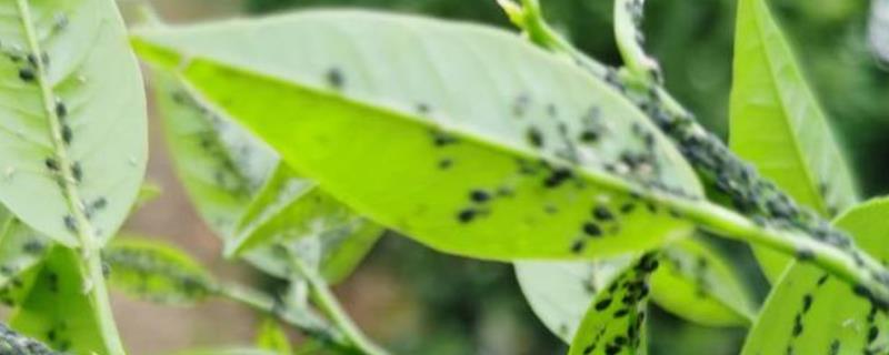 联苯噻虫嗪防治什么，附使用说明书（联苯噻虫嗪治什么病虫）