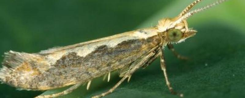 甲维高氯氟打什么虫，能打蔬菜吗 甲维高氯氟可以打果树吗