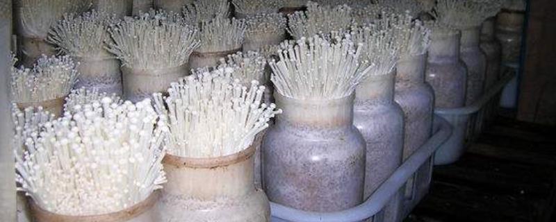 金针菇如何种植方法（金针菇自己种植方法）