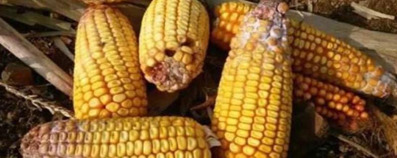 玉米赤霉烯酮国家标准，怎么产生的（玉米赤霉烯酮最新标准）