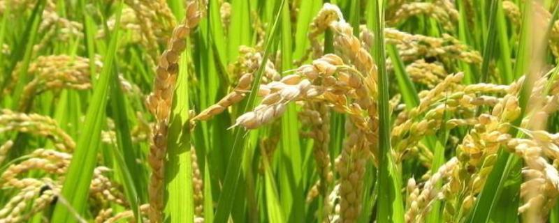 四川主要农作物是什么 四川农作物