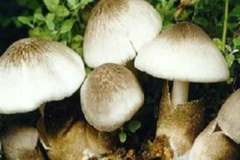 草菇栽培培养料如何配方