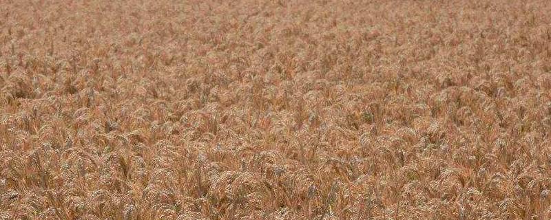 石灰氮的用途,一亩地用多少公斤(石灰氮每亩用量多少)