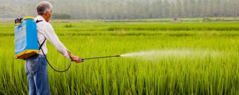 莎稗磷对什么草有用，使用方法（莎稗磷的使用方法）