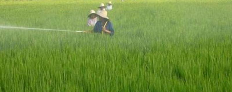 水胺硫磷属于哪类农药,对人有多大危害